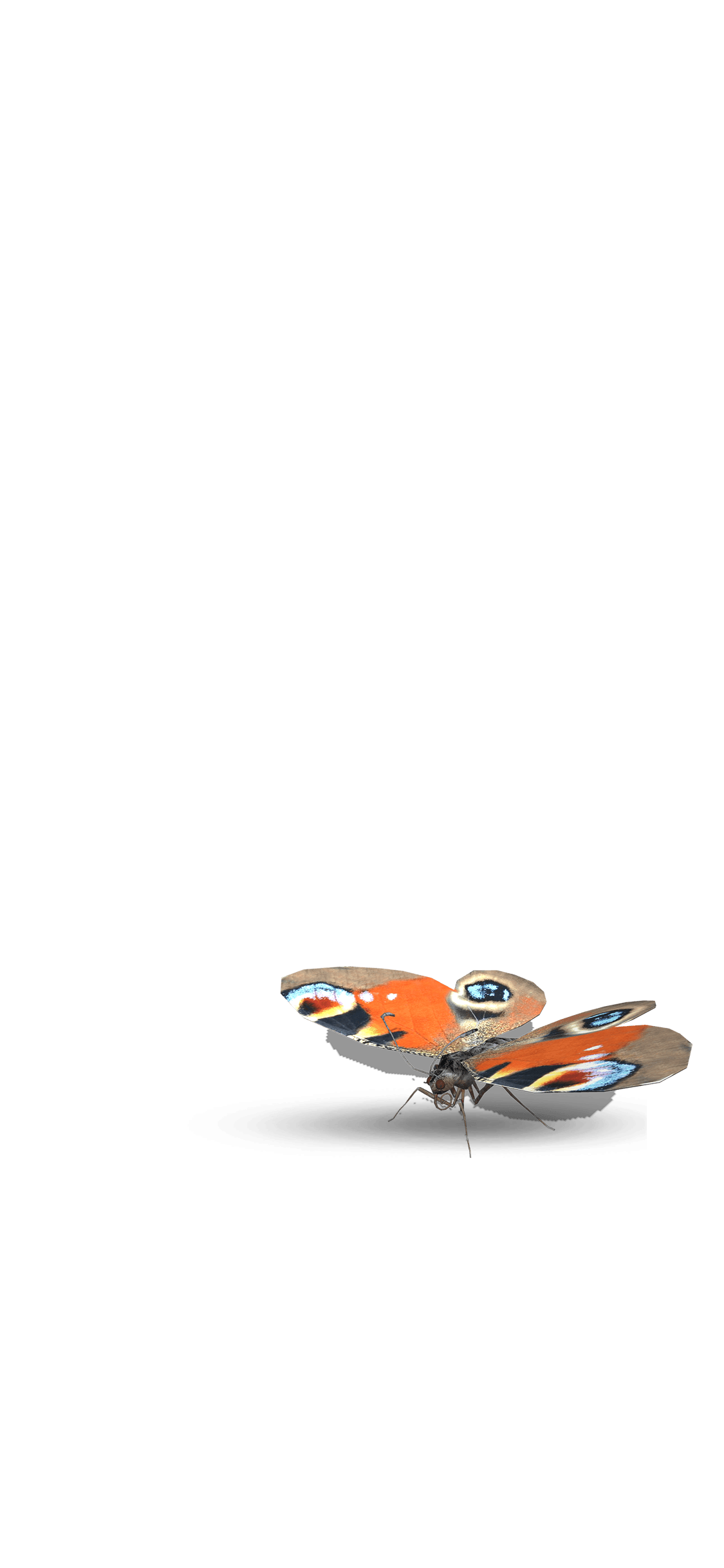Butterfly and Moth